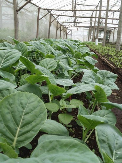 KEBUN SAYUR ORGANIK, ZONA HIJAU MENYEHATKAN SEKALIGUS MENGHASILKAN    