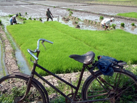 Sentra Padi